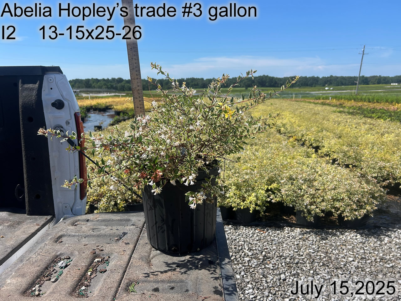 gallery/ahp3t i2 july25.jpg